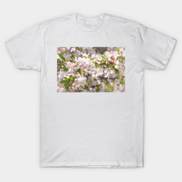 Springtime Pink Apple Blossoms - Okanagan Valley T-Shirt by Amy-K-Mitchell